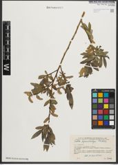 Foto von Salix pycnostachya Andersson